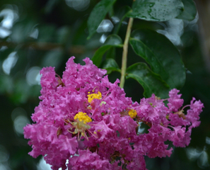 Banaba Leaf Extract Banaba Leaf Extract