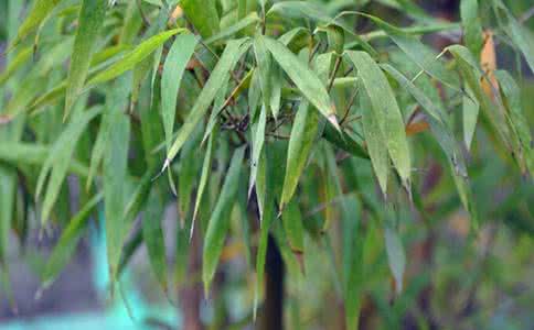 Bitter Bamboo Leaf Extract Bitter Bamboo Leaf Extract