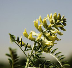 Bitter Bean Extract Bitter Bean Extract