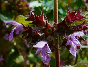 Black Horehound Extract Black Horehound Extract
