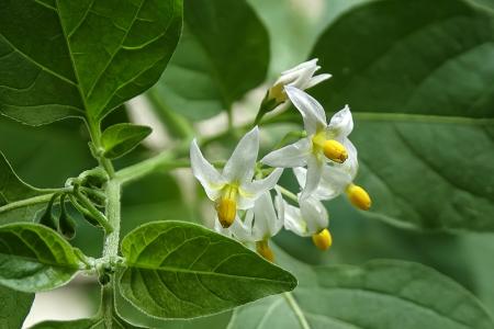 Black Nightshade Herb Extract Black Nightshade Herb Extract