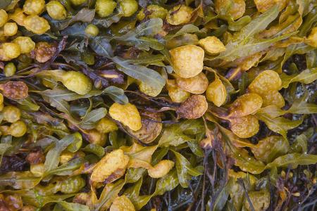 Bladderwrack Extract Bladderwrack Extract