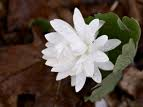 Bloodroot Bloodroot