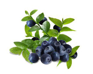 Blueberry Extract Blueberry Extract