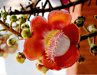 Bodhi Flower Extract Bodhi Flower Extract
