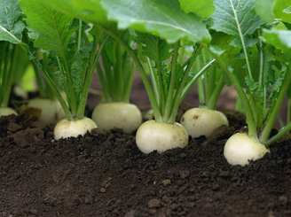 Brassica Rapa Extract Brassica Rapa Extract