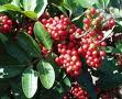 Brazilian Peppertree Brazilian Peppertree