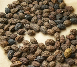 Brucea Javanica Extract Brucea Javanica Extract