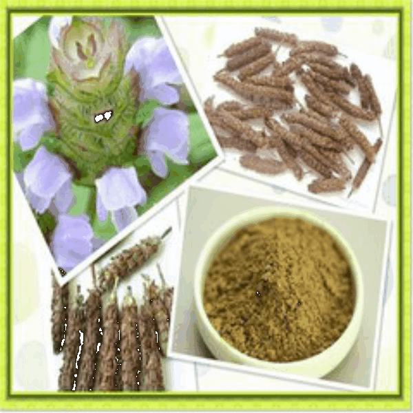 Brunellae Spica P.E. Brunellae Spica P.E.