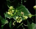 Bryonia alba Bryonia alba