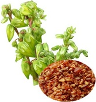 Buck wheat extract Buck wheat extract