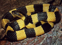 Bungarus fasciatus Bungarus fasciatus