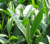 Camellia sinensis Camellia sinensis