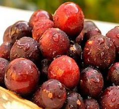 Camu Camu Extract Camu Camu Extract