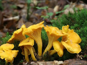 Cantharellus Cibarius Extract Cantharellus Cibarius Extract