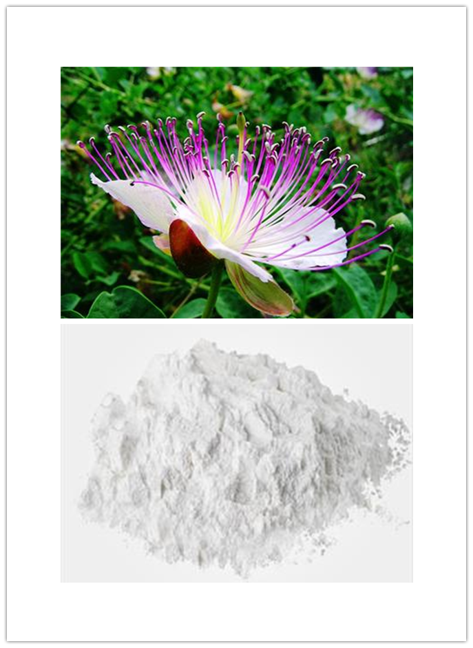 Capparis spinosa Capparis spinosa