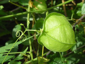 Cardiospermum halicacabum flower extract Cardiospermum halicacabum flower extract