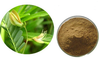 Cassia Nomame P.E. Cassia Nomame P.E.