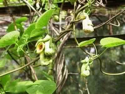 Caulis Aristolochiae Manshuriensis Extract Caulis Aristolochiae Manshuriensis Extract