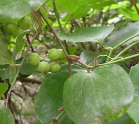 China Root Greenbrier Rhizome Extract China Root Greenbrier Rhizome Extract