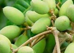 Chinese white olive Extract Chinese white olive Extract