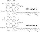 Chlorophyll Chlorophyll