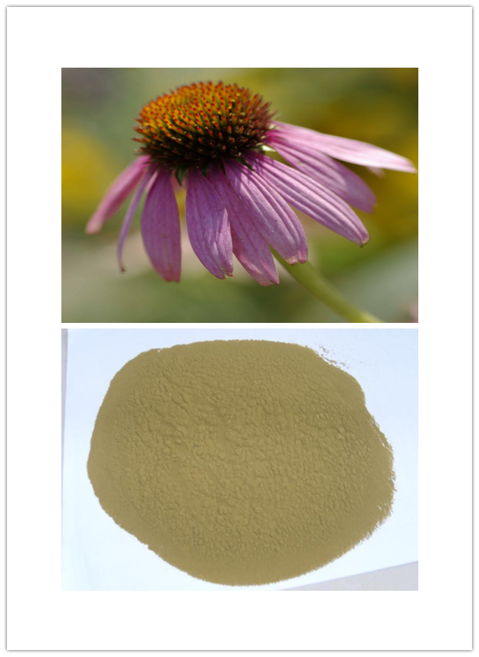Cichoric acid Cichoric acid