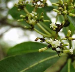 Cinchona bark extract Cinchona bark extract