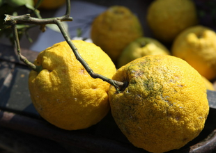 Citron Fruit Extract Citron Fruit Extract