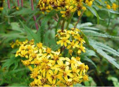 Climbing Groundsel Herb Extract Climbing Groundsel Herb Extract