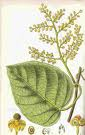 Cocculus indicus extract Cocculus indicus extract