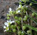 Cochlearia officinalis Cochlearia officinalis