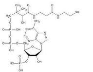 Coenzyme A Coenzyme A