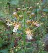 Collinsonia canadensis Collinsonia canadensis