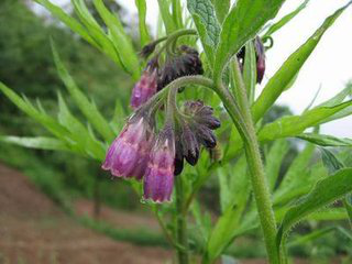 Comfrey Extract Comfrey Extract