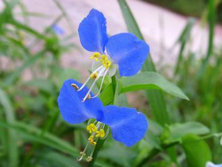 Common Dayflower Herb P.E. Common Dayflower Herb P.E.