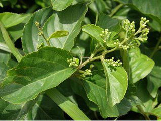 Common Threewingnut Root Extract Common Threewingnut Root Extract