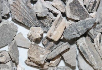 Concha Arcae Extract Concha Arcae Extract