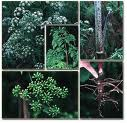 Conium maculatum extract Conium maculatum extract