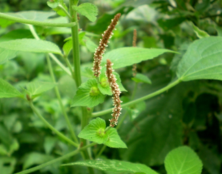 Copperleaf Extract Copperleaf Extract
