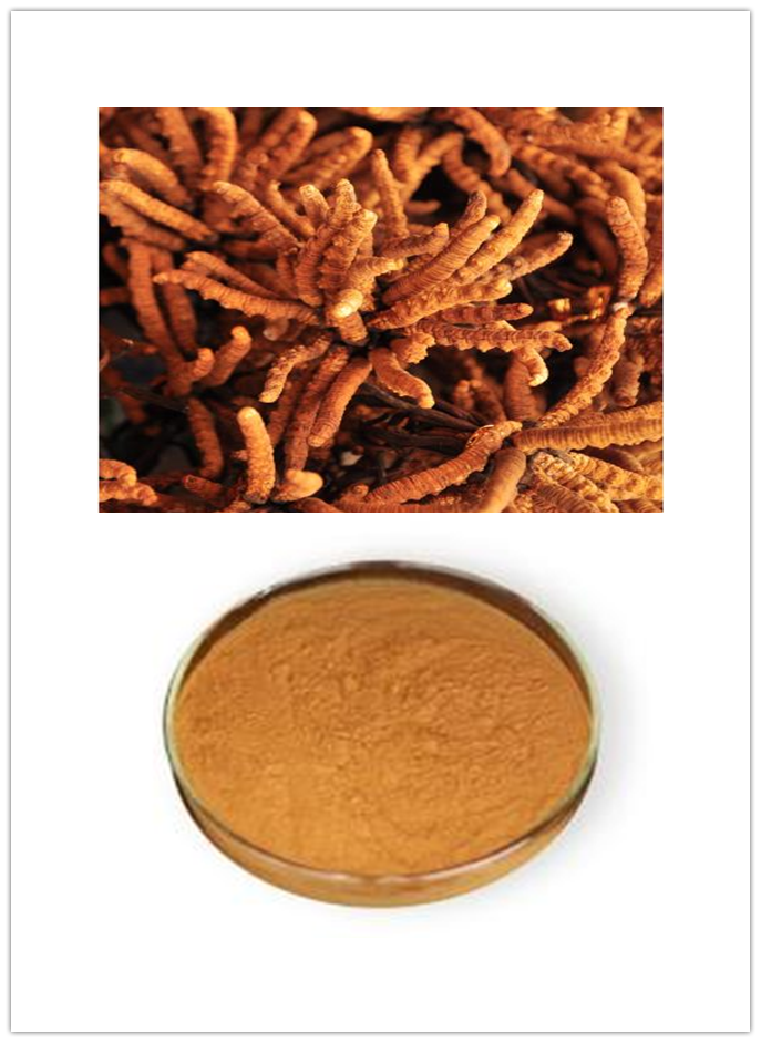 Cordyceps Extract Cordyceps Extract