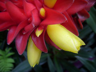 Costus cosmosus extract Costus cosmosus extract