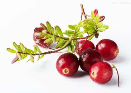 Cranberry Extract Cranberry Extract