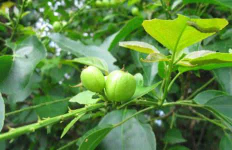 Croton Tiglium Extract Croton Tiglium Extract
