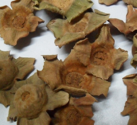 Diospyros Kaki Leaf Extract Diospyros Kaki Leaf Extract