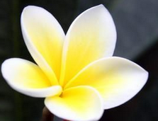 Egg flower extract Egg flower extract