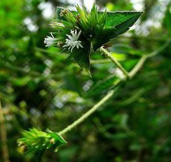 Elephantopus Scaber Extract Elephantopus Scaber Extract