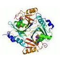 Enzyme Enzyme