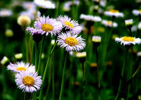 Erigeron Beviscapus Extract Erigeron Beviscapus Extract