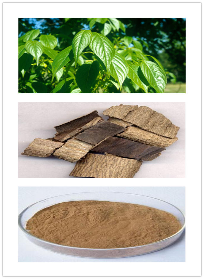 Eucommiae ulmoides oliv Eucommiae ulmoides oliv